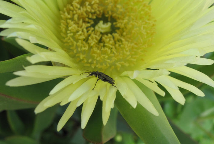 Oedemeridae